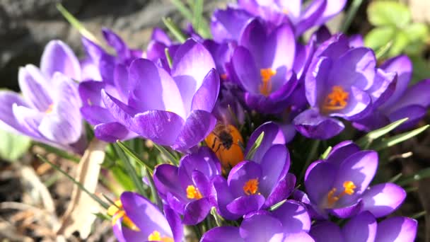 Μέλισσα Μέλι Που Πετούν Γύρω Ένα Λουλούδι Κρόκος — Αρχείο Βίντεο