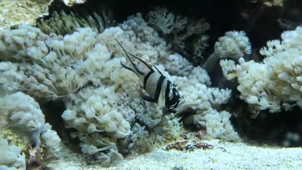 Banggai Cardinalfish Pterapogon Kauderni Com Anêmona Mar Recife — Vídeo de Stock