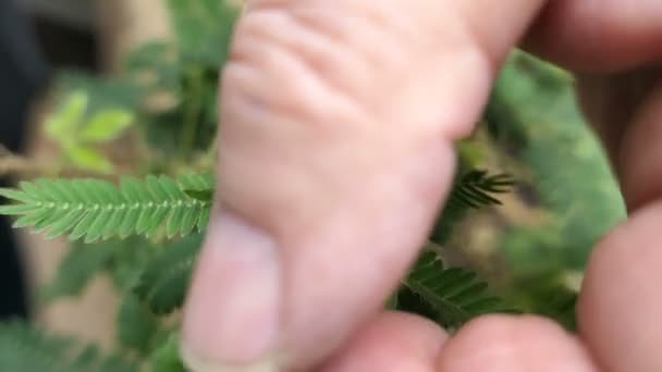 Tocar Com Dedos Mimosa Pudica Folhas Fechando Quando Tocado — Vídeo de Stock