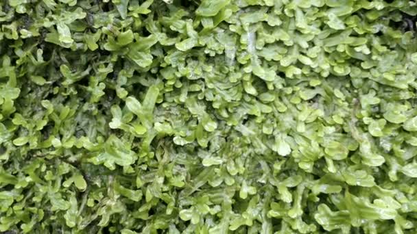 シダの成長 Spleenwort と壁にドロップ水 — ストック動画