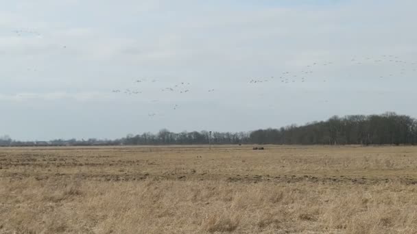 Flock Van Grauwe Ganzen Vliegen Het Voorjaar Hemel Rusten Weide — Stockvideo