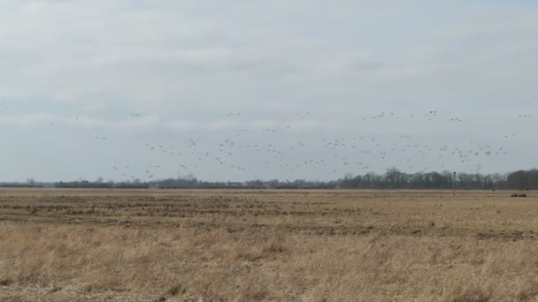 Greylag 鹅在春天的天空中飞翔 在草地上休息 Havelland 在德国 — 图库视频影像