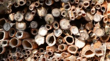 Otelin önünde böcek ilkbaharda uçan vahşi arılar. erkek Osmia bicornis. 