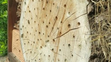 Otelin önünde böcek ilkbaharda uçan vahşi arılar. erkek Osmia bicornis. 