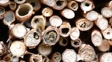 Otelin önünde böcek ilkbaharda uçan vahşi arılar. erkek Osmia bicornis. 
