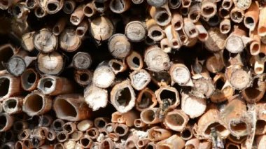 Otelin önünde böcek ilkbaharda uçan vahşi arılar. erkek Osmia bicornis. 