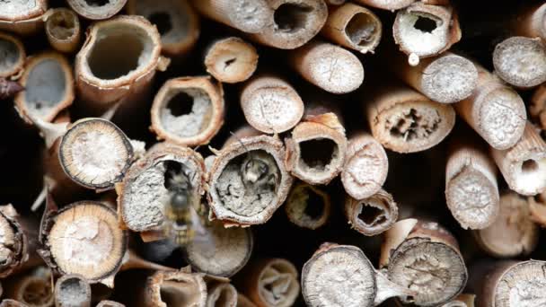 Dzikie Pszczoły Latający Owad Hotelem Wiosnę Mężczyzna Osmia Bicornis — Wideo stockowe