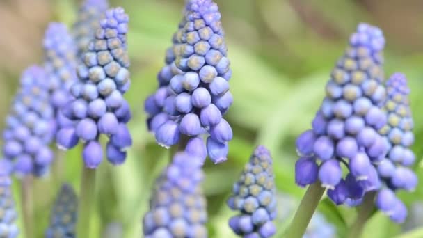 春季蓝色葡萄风信子花开花 — 图库视频影像