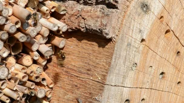 Άγριες Μέλισσες Φέρουν Μπροστά Από Ξενοδοχείο Εντόμων Την Άνοιξη Αρσενικό — Αρχείο Βίντεο