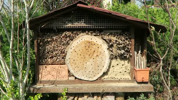 Letící Hmyz Před Hotelem Jarní Divoké Včely Mužské Osmia Natans — Stock video