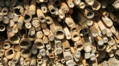Otelin önünde böcek ilkbaharda uçan vahşi arılar. erkek Osmia bicornis. 