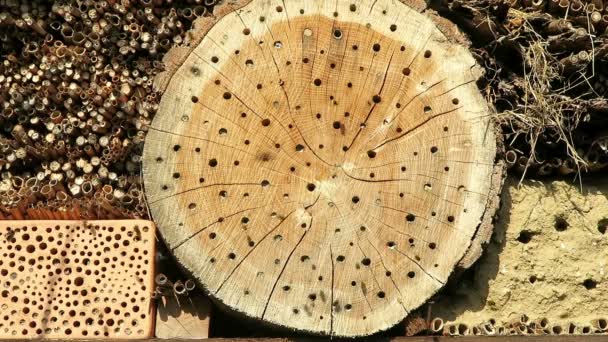 Wild Bees Flying Front Insect Hotel Springtime Male Osmia Bicornis — Stock Video