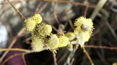 Kedicik, söğüt ağacının bahar içinde üzerinde bal arısı. çiçeği.