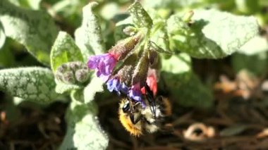 Bumblebee Pulmonaria (lungwort) çiçek