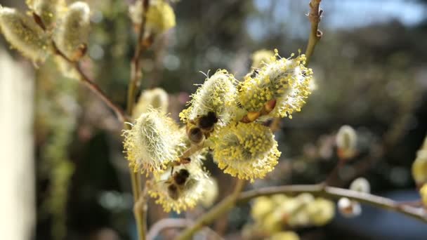 Honungsbinas Hängefjällens Willow Tree Våren Blossom — Stockvideo