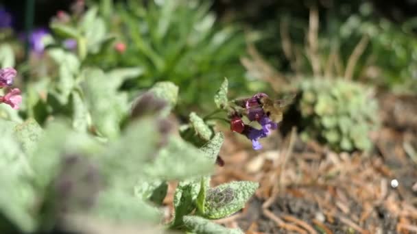 Bee Fly Bombyliidae Pulmonaria Lungwort Flower — Stock Video