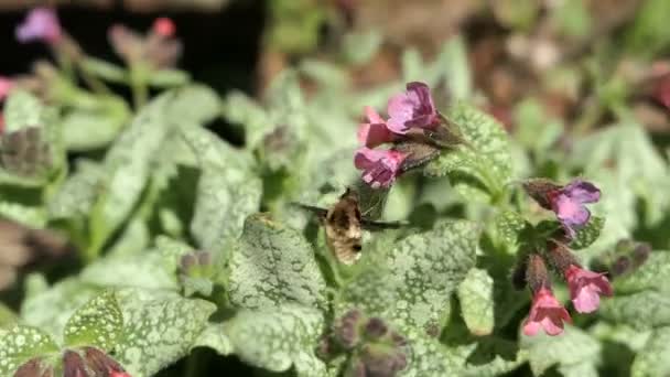 Mosca Abelha Bombyliidae Uma Flor Pulmonaria Lungwort — Vídeo de Stock