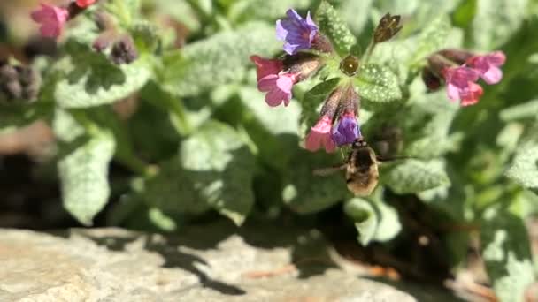 Mosca Abelha Bombyliidae Uma Flor Pulmonaria Lungwort — Vídeo de Stock