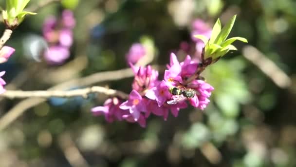 波特黄蜂 Eumeninae 在春天盛开的达芙妮灌木上 — 图库视频影像