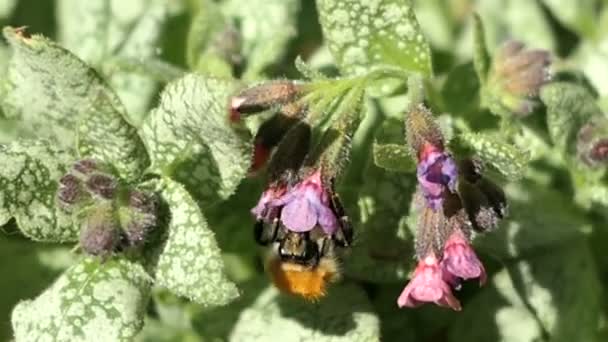 Calabrone Sul Fiore Polmonaria — Video Stock