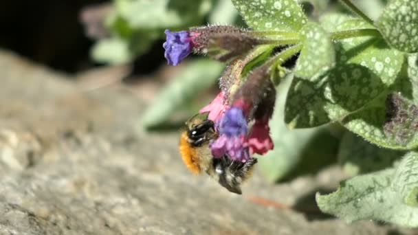 大黄蜂在 Pulmonaria Lungwort — 图库视频影像