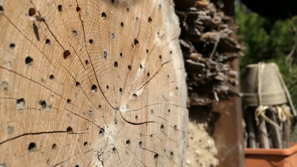 Vahşi Yalnız Arılar Bir Böcek Otel Barınağı Önünde Uçan Osmia — Stok video