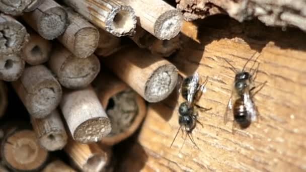 Divoké Včely Samotářské Osmia Natans Létání Před Hmyzí Hotel Shelter — Stock video