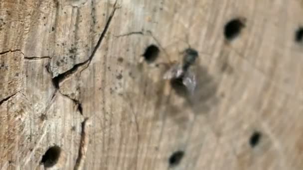 Vadon Élő Magányos Méhek Repülés Előtt Egy Rovar Szálloda Menedék — Stock videók