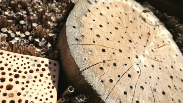 野生孤蜂蜂二角型在春季昆虫旅馆避难箱前飞行 木树干 竹子制成 — 图库视频影像