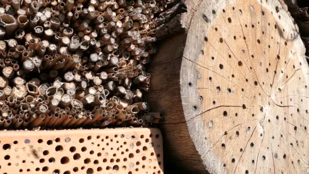 Wild Solitaire Bijen Osmia Bicornis Vliegen Voor Een Insecten Hotel — Stockvideo