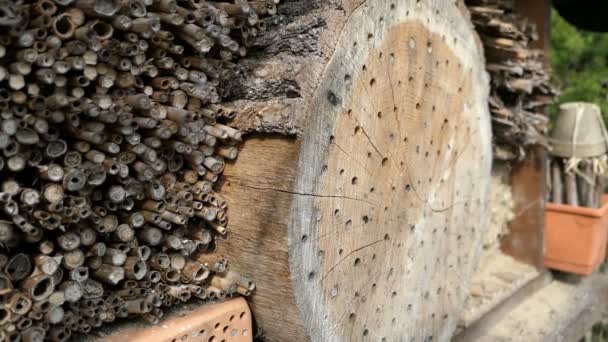 野生の孤独な蜂昆虫ホテル避難所の前に飛んでツツハナバチ Bicornis 春のボックスです 木の幹 — ストック動画