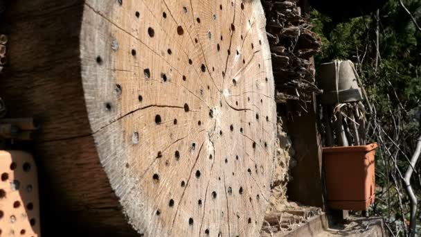 野生孤蜂蜂二角型在春季昆虫旅馆避难箱前飞行 木树干 竹子制成 — 图库视频影像