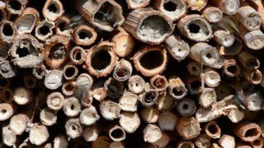 vahşi yalnız arılar dişi arılar için seyir böcek otel önünde uçan. Osmia Bicornis ve Osmia caerulescens