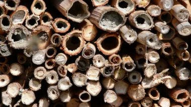 vahşi yalnız arılar dişi arılar için seyir böcek otel önünde uçan. Osmia Bicornis ve Osmia caerulescens