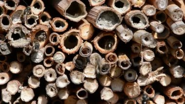 vahşi yalnız arılar dişi arılar için seyir böcek otel önünde uçan. Osmia Bicornis ve Osmia caerulescens