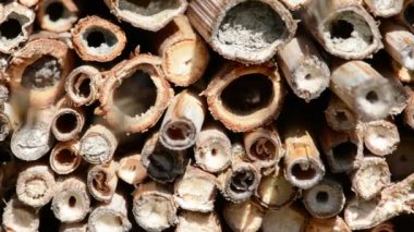 vahşi yalnız arılar dişi arılar için seyir böcek otel önünde uçan. Osmia Bicornis ve Osmia caerulescens