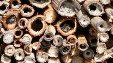vahşi yalnız arılar dişi arılar için seyir böcek otel önünde uçan. Osmia Bicornis ve Osmia caerulescens