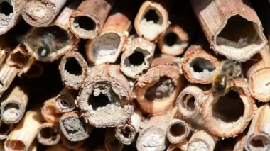 vahşi yalnız arılar dişi arılar için seyir böcek otel önünde uçan. Osmia Bicornis ve Osmia caerulescens