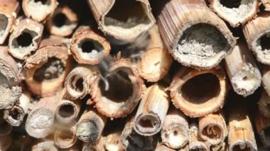 vahşi yalnız arılar dişi arılar için seyir böcek otel önünde uçan. Osmia Bicornis ve Osmia caerulescens