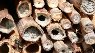 vahşi yalnız arılar dişi arılar için seyir böcek otel önünde uçan. Osmia Bicornis ve Osmia caerulescens