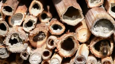 vahşi yalnız arılar dişi arılar için seyir böcek otel önünde uçan. Osmia Bicornis ve Osmia caerulescens