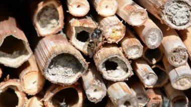 vahşi yalnız arılar Osmia caerulescens böcek otelin önünde oturuyor. Paraziter mite (Chaetodactylus osmiae ile büyük sorun)