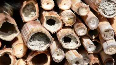 kendi vücut açık böcek otelin temizlik vahşi yalnız arılar. Osmia Bicornis ve Osmia caerulescens arı.