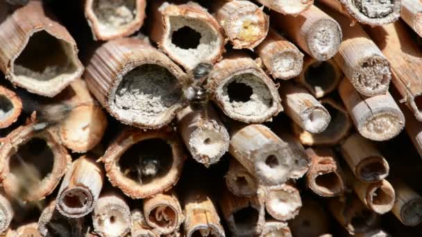 Wildbienen Fliegen Vor Insektenhotel Auf Der Suche Nach Weiblichen Bienen — Stockvideo