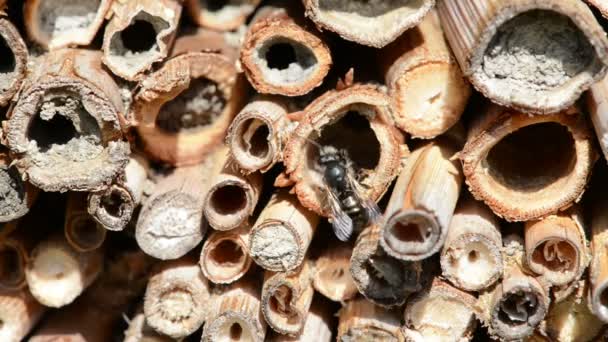 Dzikie Pszczoły Samotne Czyszczenie Ich Przodu Ciała Owadów Hotel Osmia — Wideo stockowe