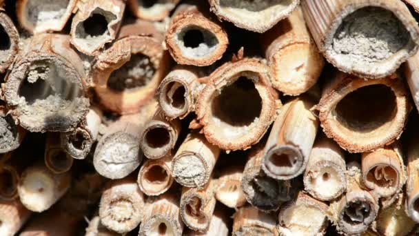 Abejas Solitarias Salvajes Limpiando Cuerpo Frente Hotel Insectos Osmia Bicornis — Vídeo de stock