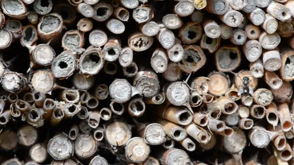 Wild Solitary Bees Cleaning Body Front Insect Hotel Osmia Bicornis — Stock Video