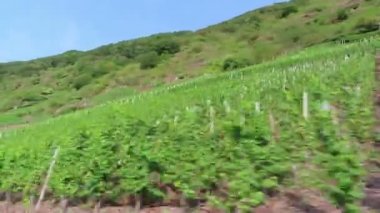 Moselle Vadisi üzüm bağı manzarası boyunca sürüş