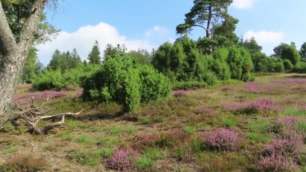 Flor Brezo Región Eifel Alemania Paisaje Sanitario — Vídeo de stock