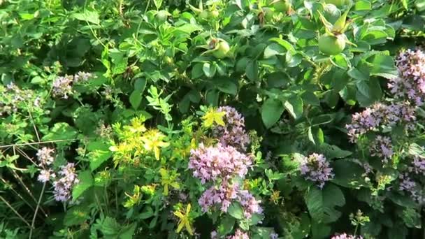 野生百里香草上的蜜蜂 — 图库视频影像